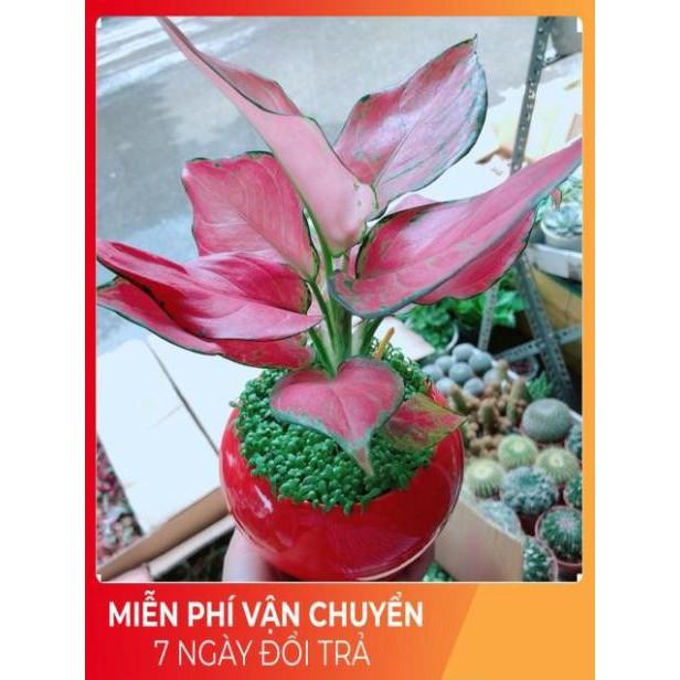 Chậu Vạn Lộc Đỏ