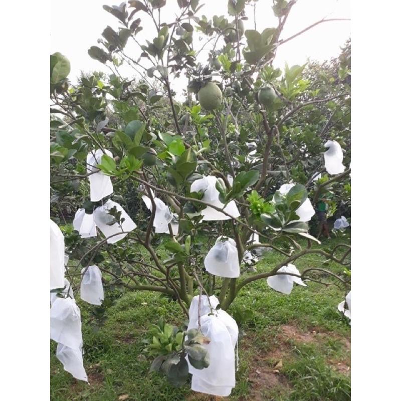 TÚI BAO TRÁI BƯỞI-TÚI BAO TRÁI CÂY ÁNH DƯƠNG 100cái
