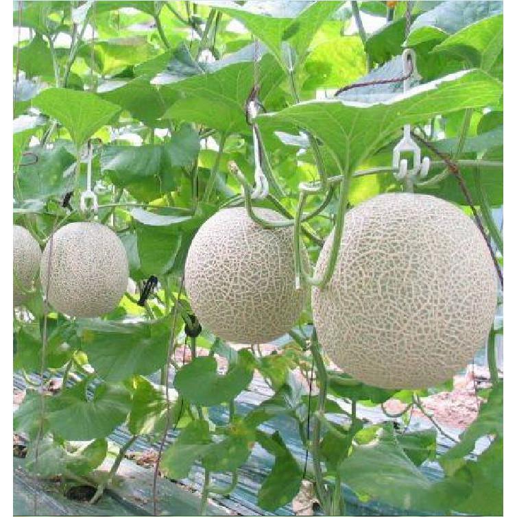 Hạt Giống Dưa Lưới Vỏ Xanh - 10 hạt/gói