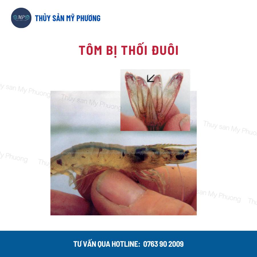 Hạ phèn hấp thụ kim loại nặng clo giải độc đáy ao Thioedtaeff chống sốc thả giống sạch mang tôm thẻ cá lươn ếch ốc baba