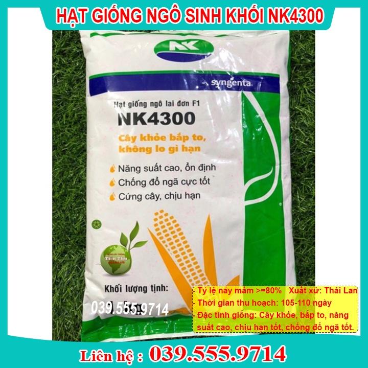 1KG HẠT GIỐNG NGÔ SINH KHỐI NK4300 - NGÔ LAI ĐƠN F1 NĂNG SUẤT CAO, ỔN ĐỊNH, CỎ CHĂN NUÔI