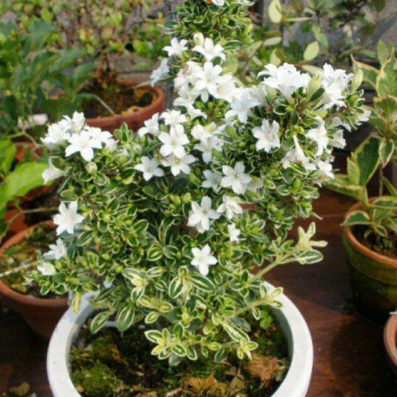 Mai bạch kim-cây giống