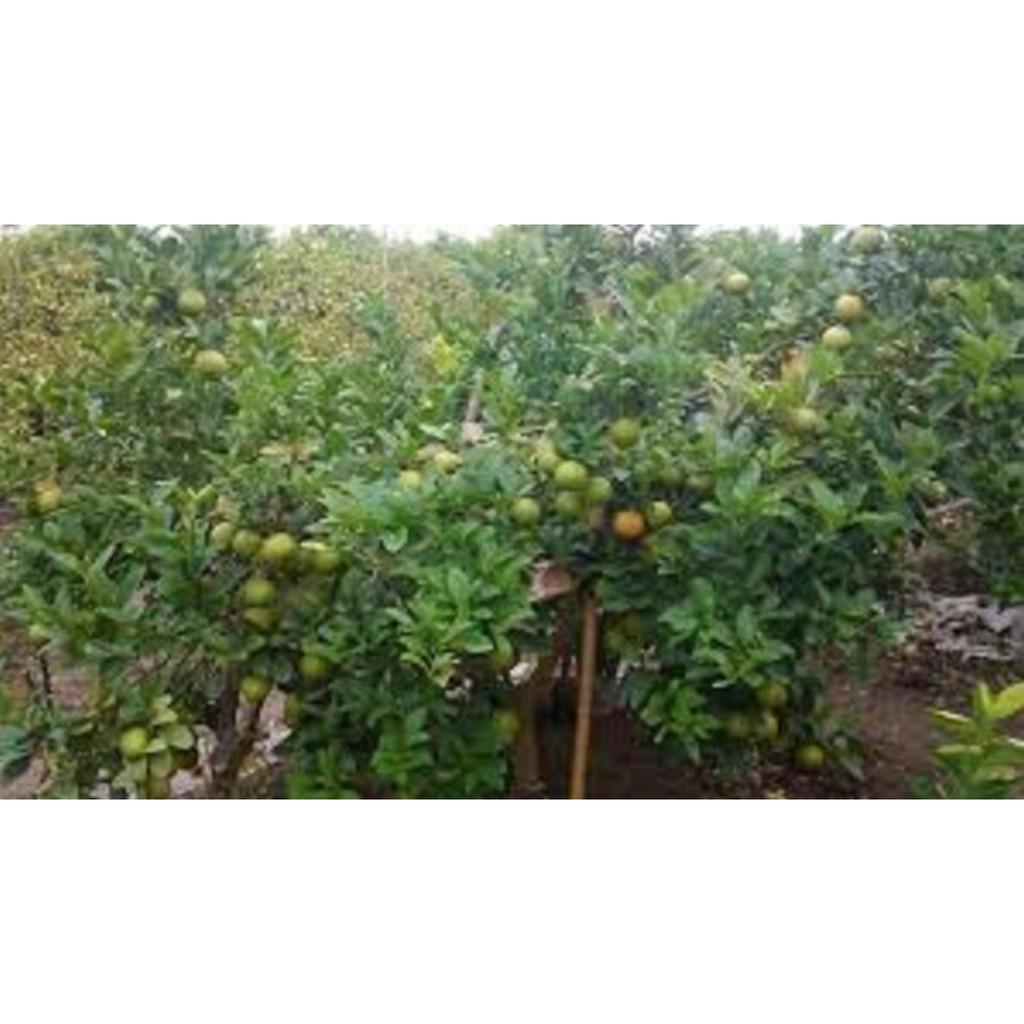COMBO 2 CÂY GIỐNG CHANH ĐÀO - DÒNG QUẢ CHÙM SIÊU NĂNG SUẤT, CAM KẾT GIỐNG CHUẨN F1