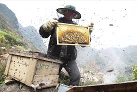 Mật ong rừng Tây Bắc Phúc Khang 140G - Thu hoạch tự nhiên - Nguyên chất - Không nhiễm hóa chất , Kháng sinh , Kim loại nặng , Chất bảo vệ thực vật - Tặng hộp trà sâm hàn quốc 10 gói khi mua từ 3 hũ 5