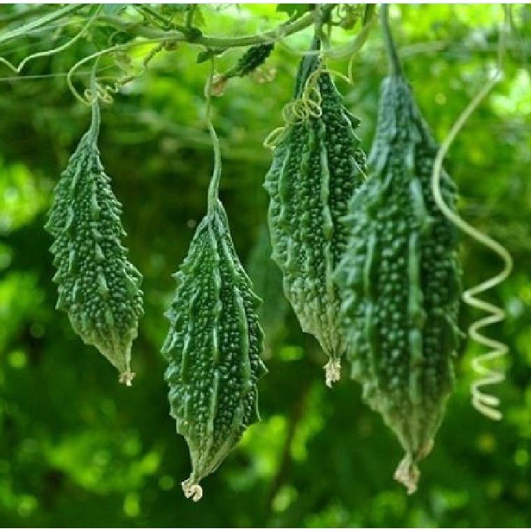 Hạt giống trái khổ qua rừng - 1 gói 10 hạt