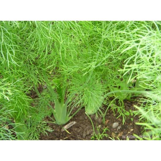 Hạt giống thì là cao sản gói 25gr