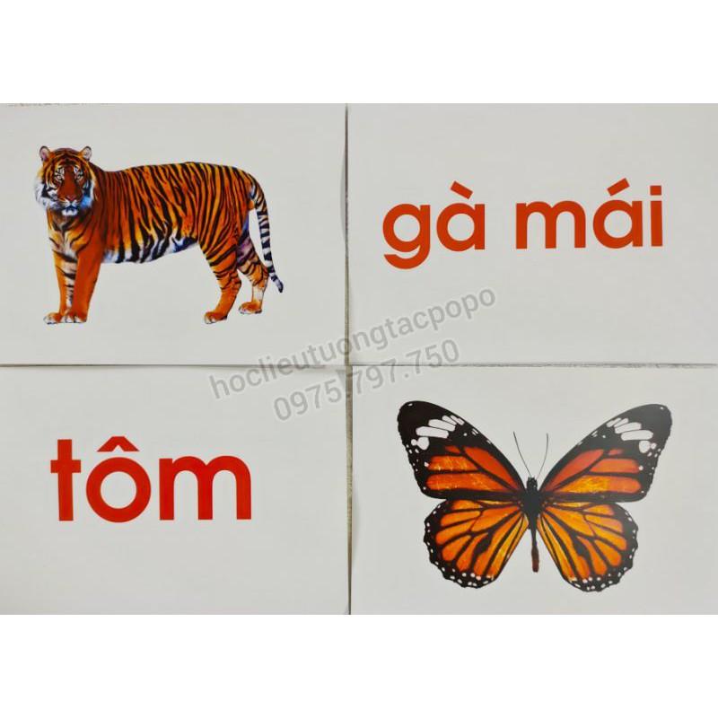 Bộ 15 thẻ flashcard chủ đề: ĐỘNG VẬT