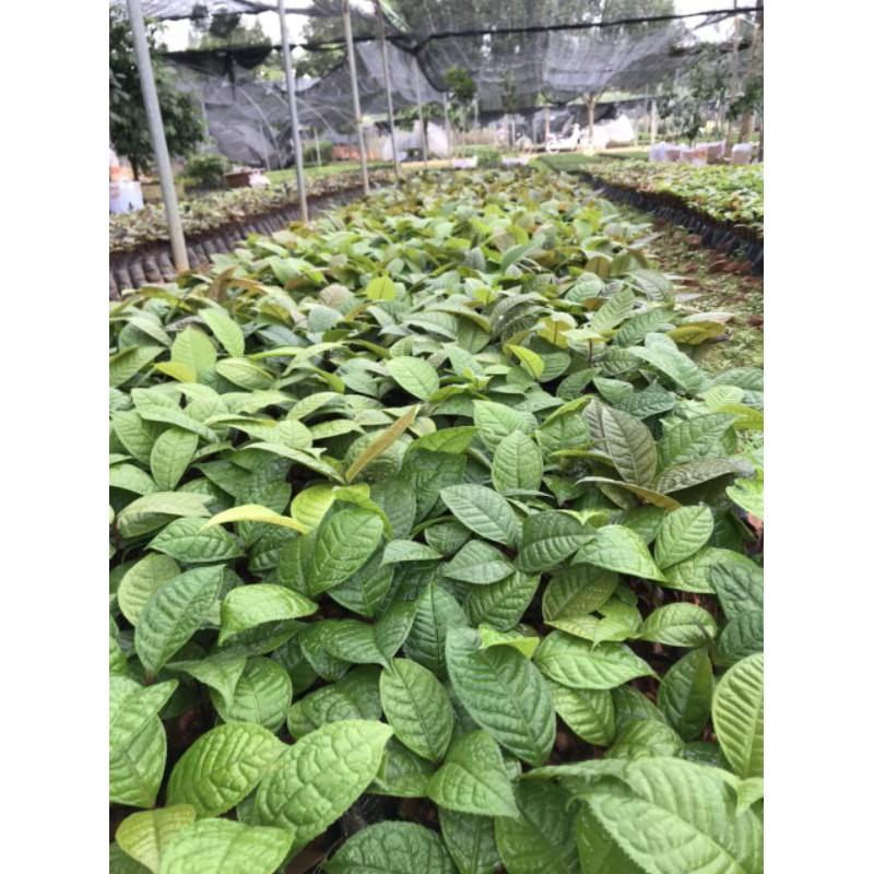 Cây giống trà hoa vàng ươm hạt cây cao 15cm