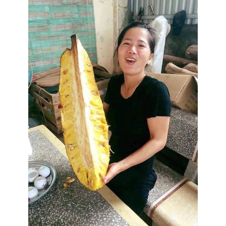 Cây giống mít malai trái dài siêu to khổng lồ 1 năm có trái