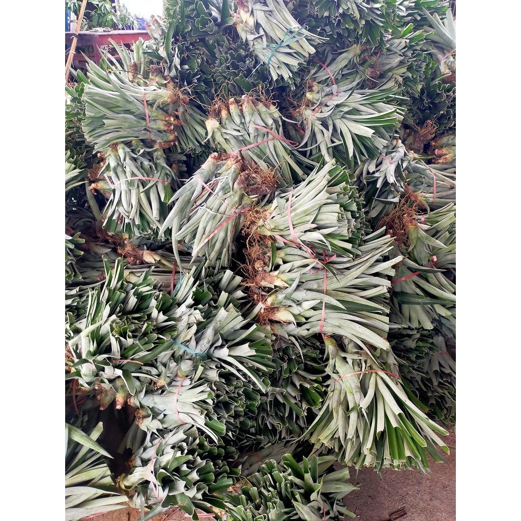 CÂY GIỐNG DỨA MẬT  MD2