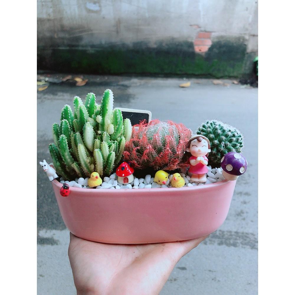 Chậu Mix Tiểu Cảnh Sen Đá