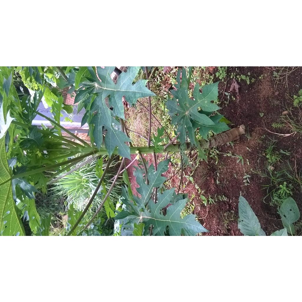 Cây giống Đu Đủ Thái Lan siêu sớm. .