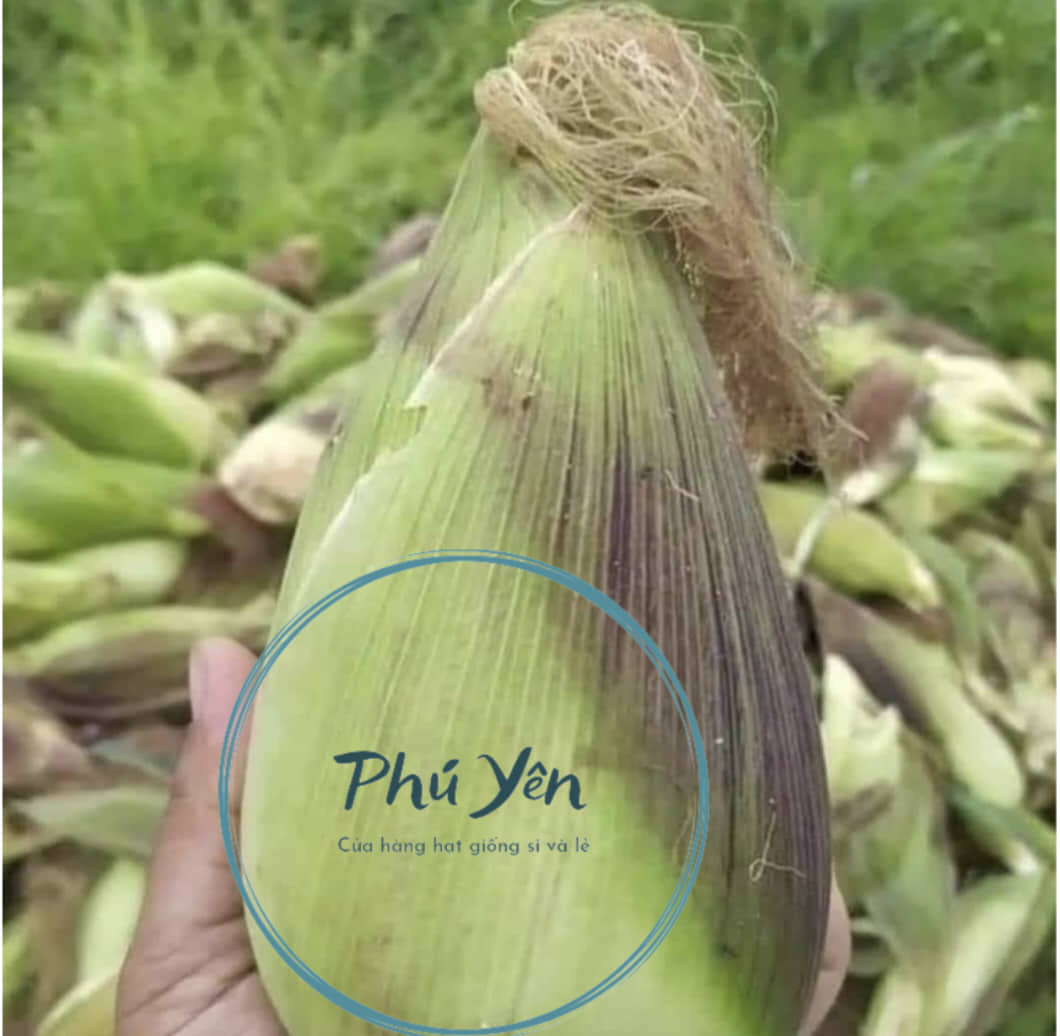 Hạt giống bắp nù sữa gói 1 kg ( tặng kèm 1 gói hạt giống rau Thái Lan bất kỳ )