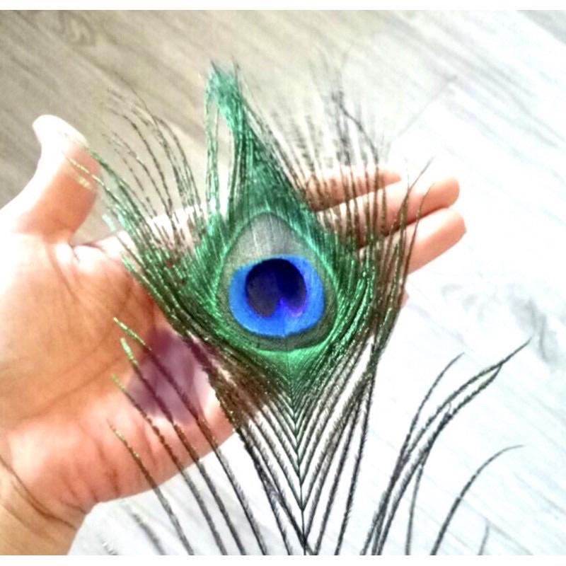 Lông công dài 25-110cm mắt đẹp size vừa, tự nhiên 100% phong thủy tài lộc