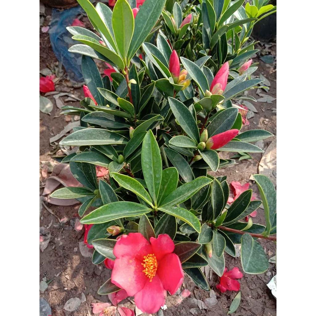 HOA TRÀ TỨ QUÝ TRUNG QUỐC DÁNG 1 THÂN -CHẬU ĐANG HOA, có 2 màu đỏ và hồng