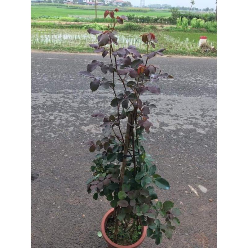 Hồng leo Hải Phòng