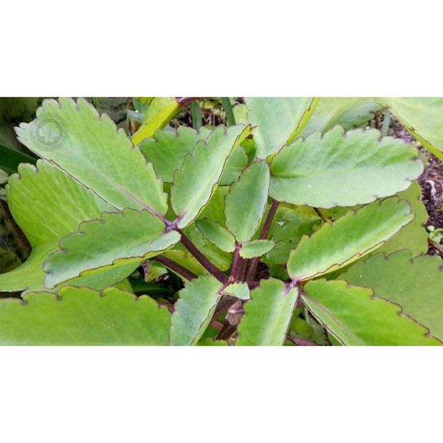 1 cây lá bỏng ta con - cây giống