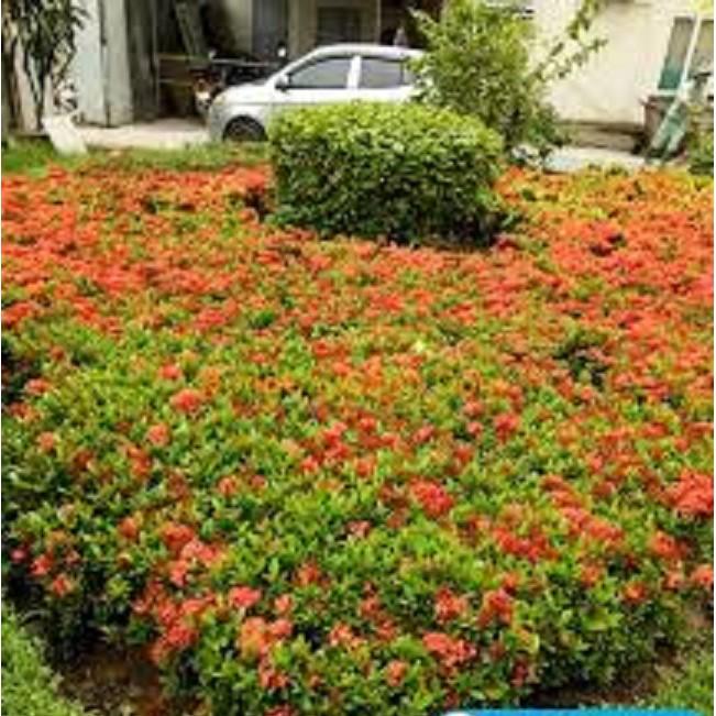 Hoa mẫu đơn bỉ- màu đỏ, gửi đi nguyên bầu lớn đang hoa, dòng lá nhỏ dày