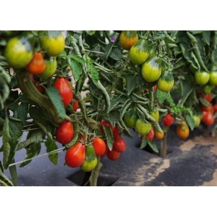 30hạt cà chua bi quả lê đỏ siêu quả