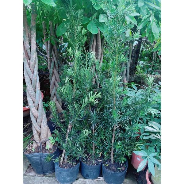 Tùng La Hán Hàng Lớn