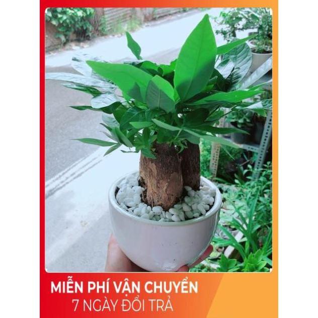 Chậu Kim Ngân 3 Thân