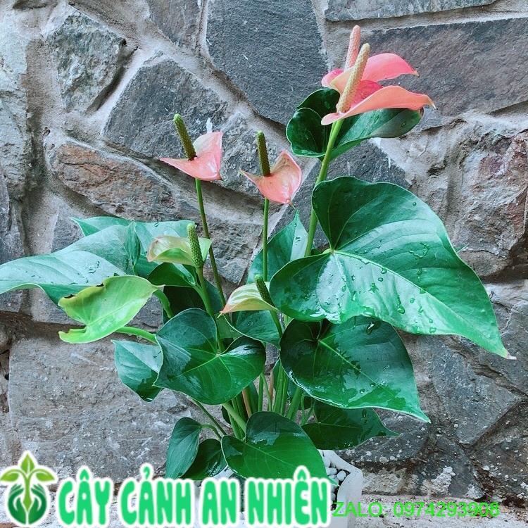 Chậu Cây Hồng Môn Hồng