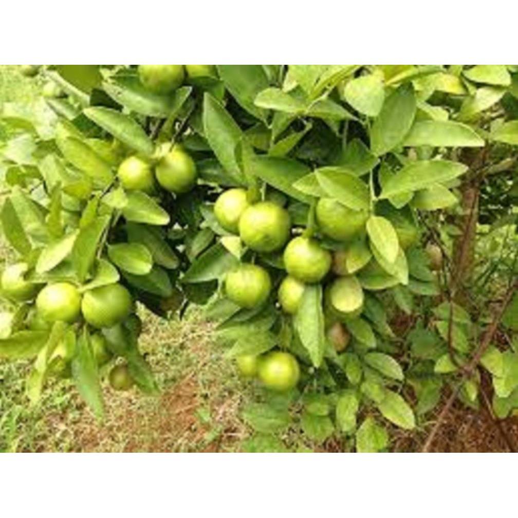 COMBO 3 CÂY GIỐNG CHANH ĐÀO - DÒNG QUẢ CHÙM SIÊU NĂNG SUẤT, CAM KẾT GIỐNG CHUẨN F1