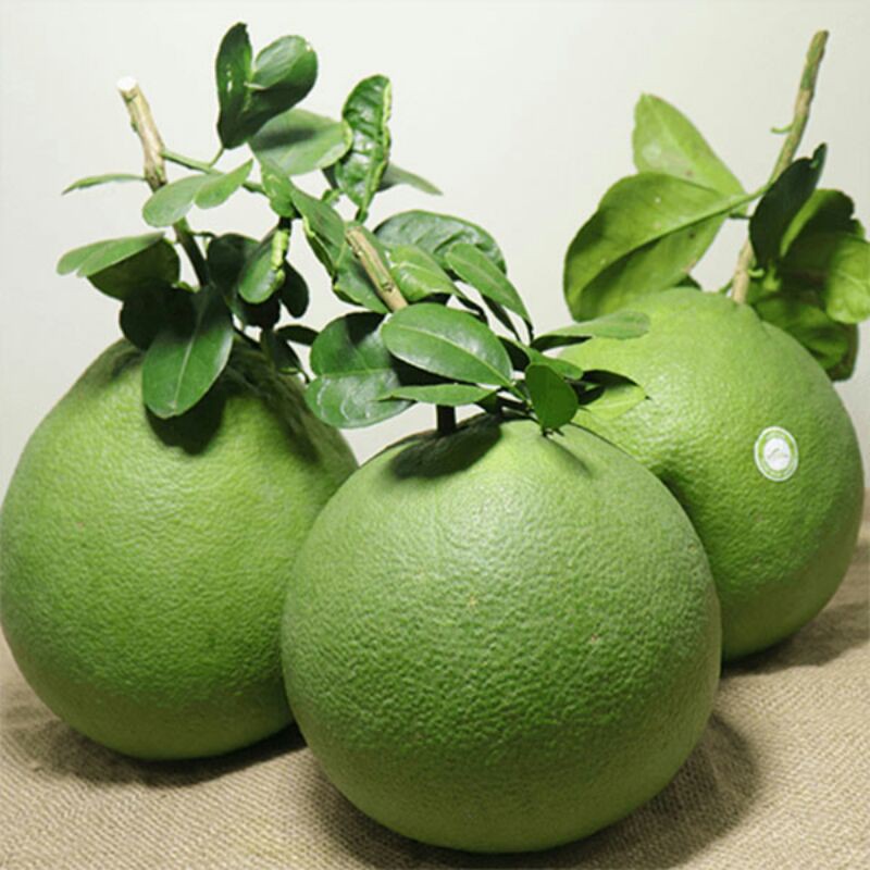 Cây giống bưởi da xanh ghép
