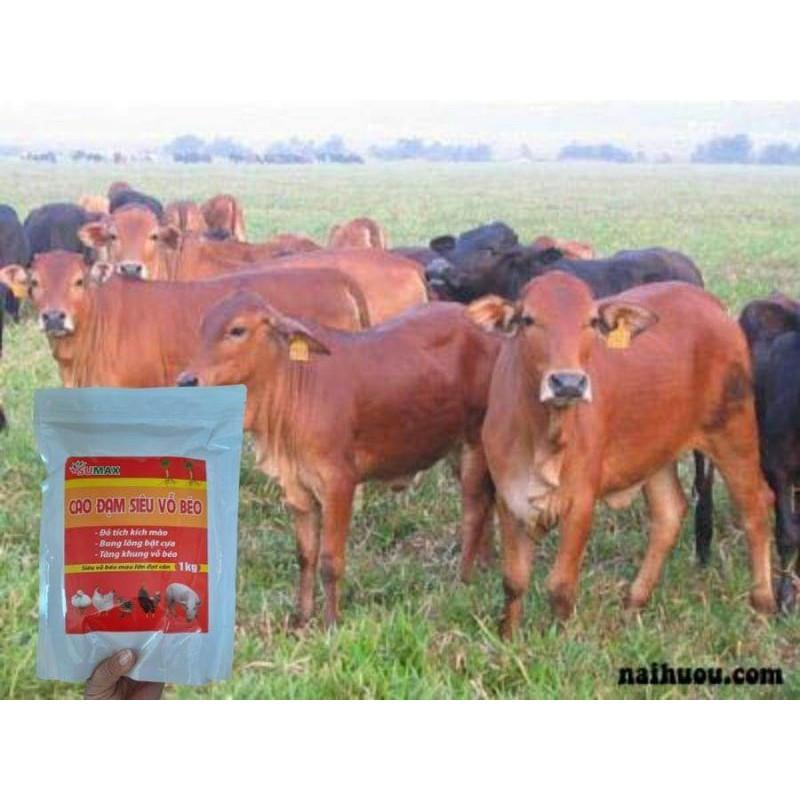 CAO ĐẠM SIÊU VỖ BÉO