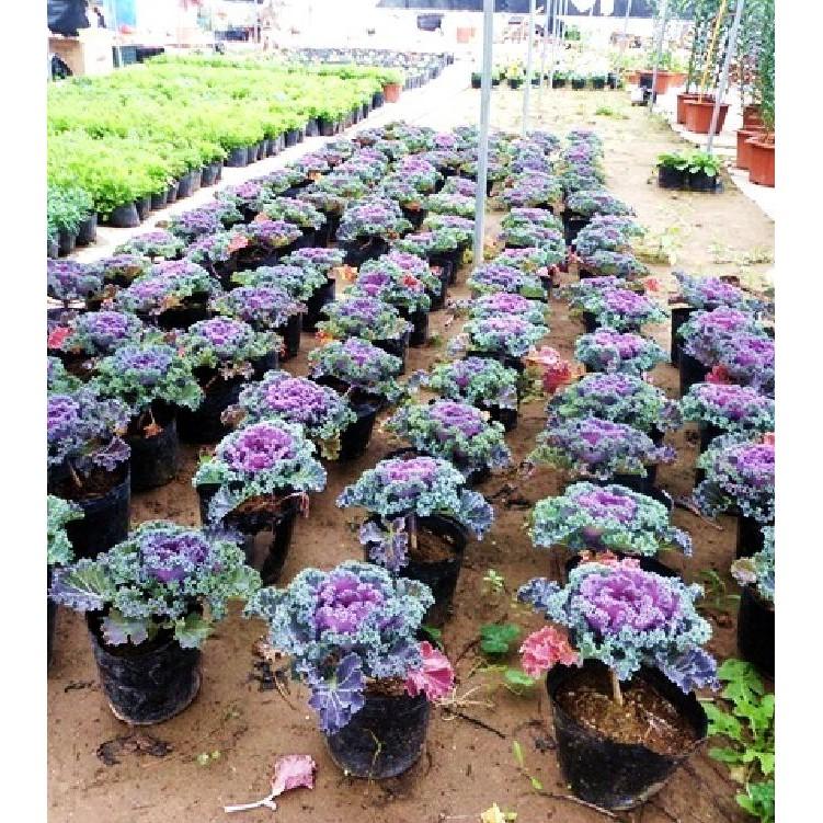 Combo 2 gói hạt giống hoa bắp cải nhiều màu