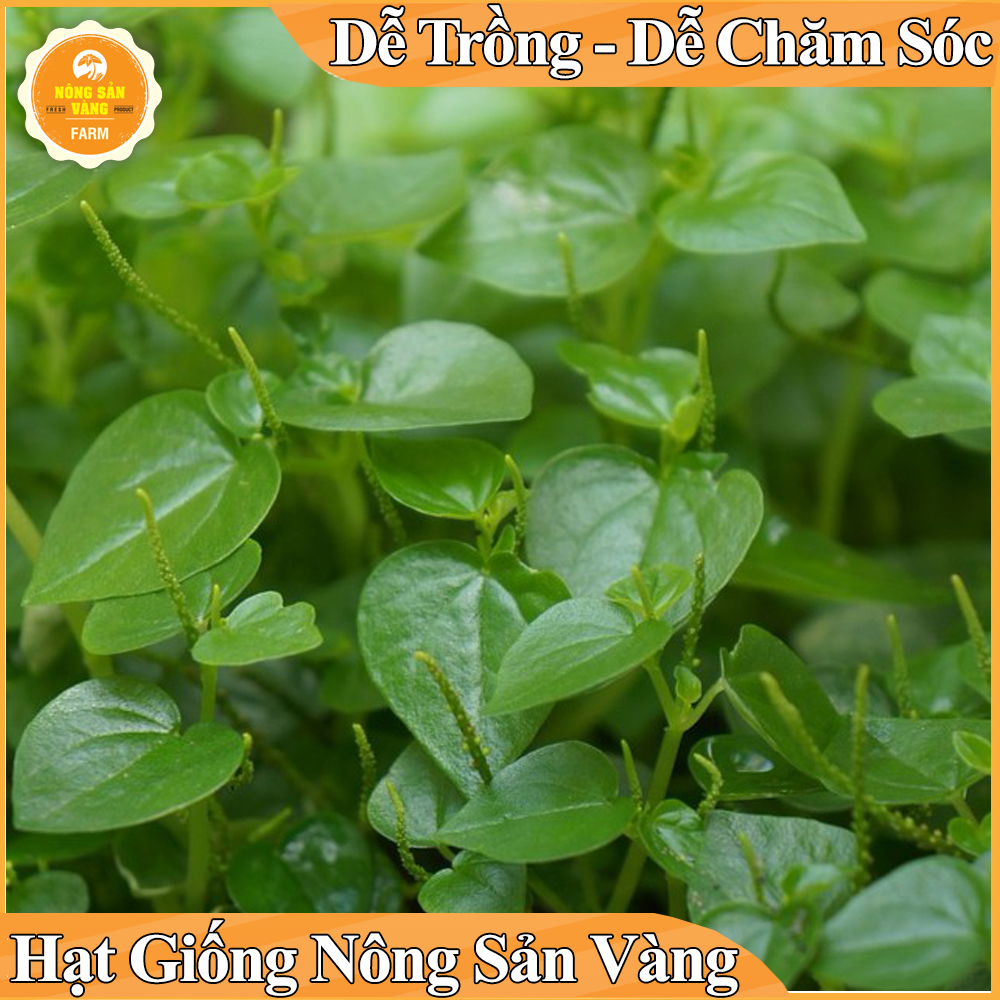 Hạt giống Rau Tiêu Tỉ Lệ Nảy Mầm Cao, Sinh Trưởng Và Phát Triển Khỏe, Năng Suất Cao - Nông Sản Vàng