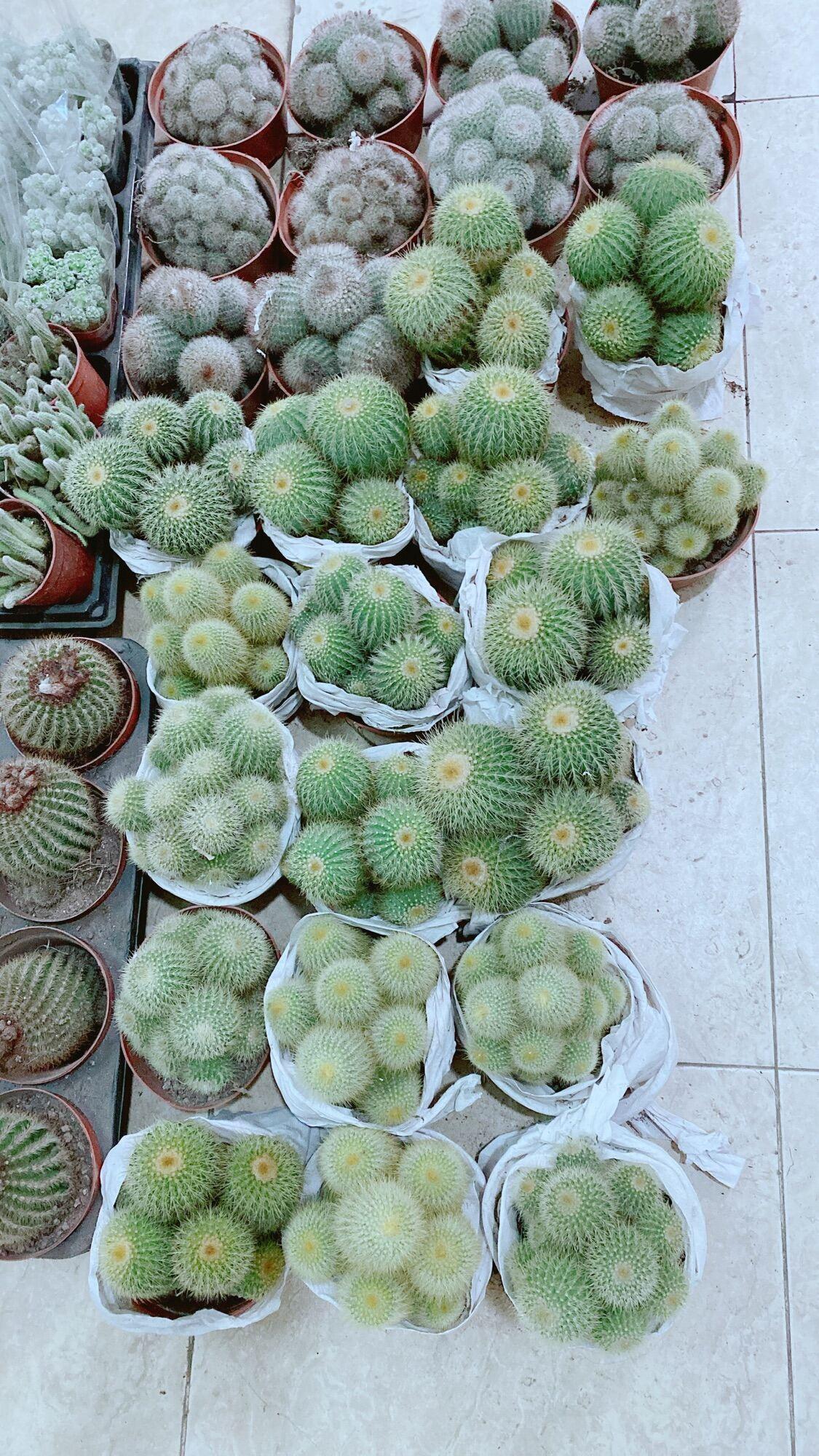 Xương Rồng Bụi