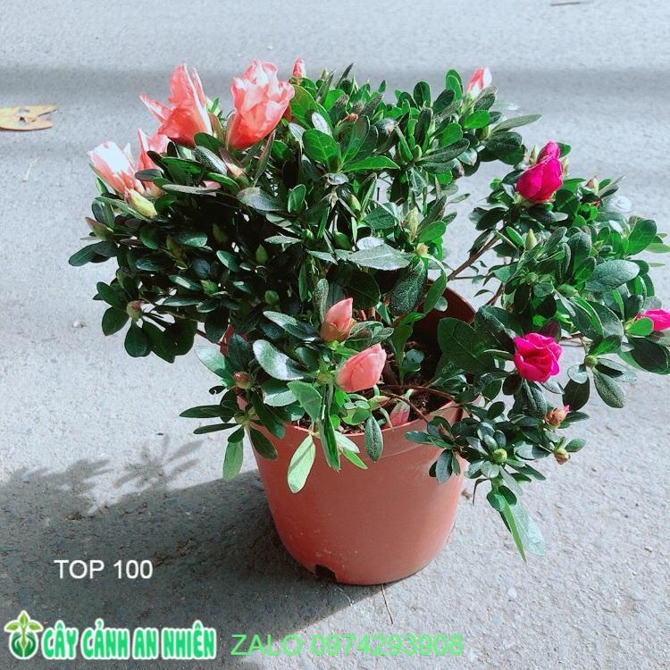 Cây Đỗ Quyên 2 màu hoa