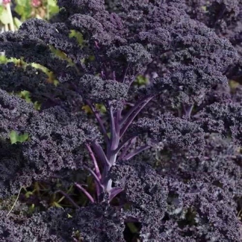Hạt Giống Cải KALE Tím Lai F1 -