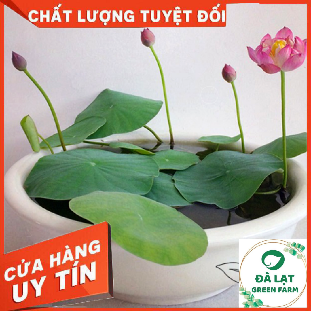 Hạt Giống Sen Mini Nhật - gói 5 hạt