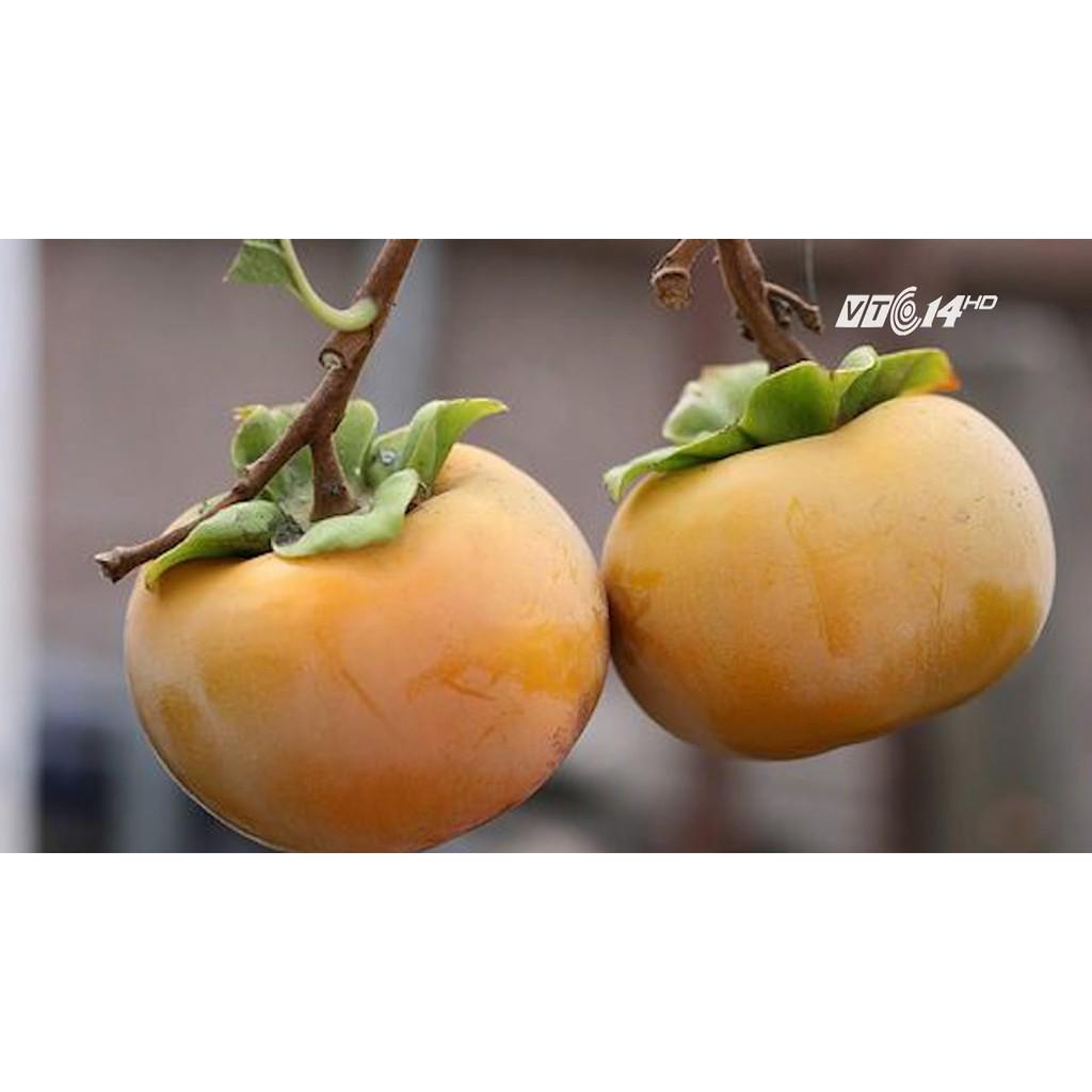 CÂY GIỐNG HỒNG GIÒN
