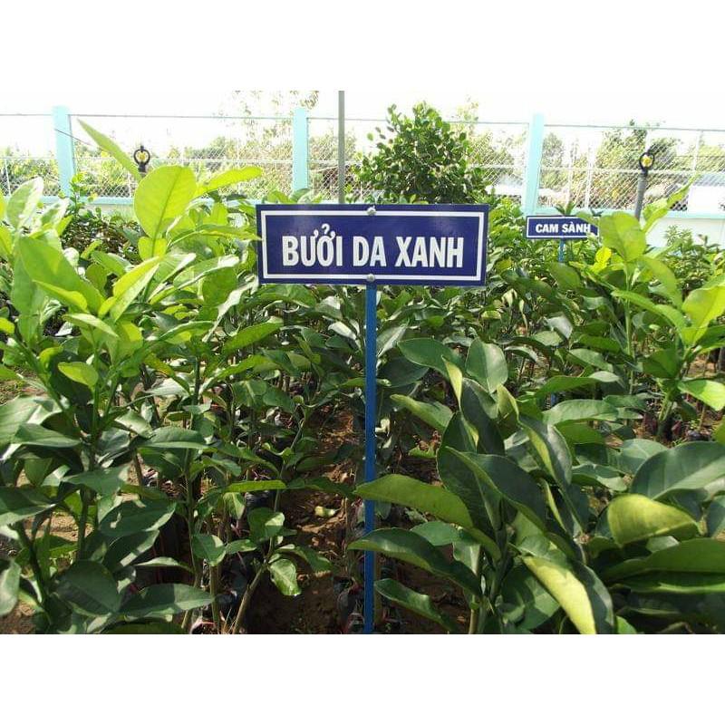 Cây giống bưởi da xanh ghép