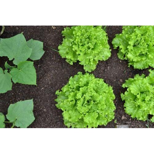 Hạt Giống Xà Lách Xoăn Xanh F1