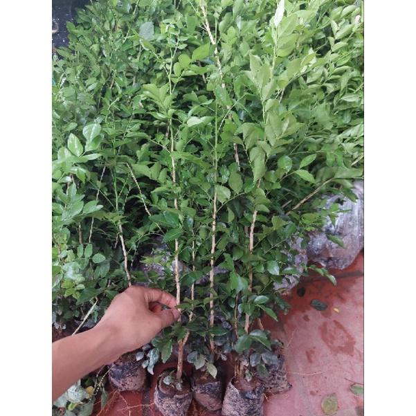 CÂY GIỐNG HOA NGUYỆT QUẾ CAO 50 - 60CM