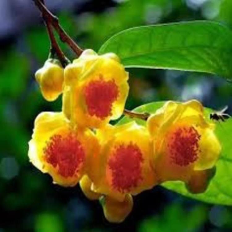 Cây giống Trà hoa vàng. Trà hoa vàng-Cây dược liệu quý mang lại giá trị kinh tế cao