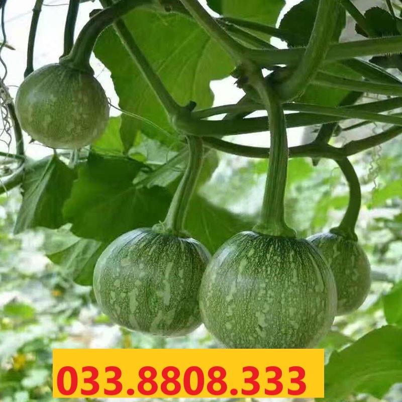 HẠT GIỐNG BÍ SIÊU QUẢ NON - GIỐNG TỐT