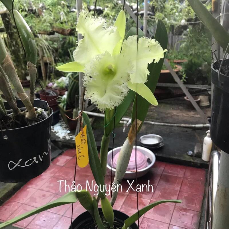 Lan Cattleya Long Heo Xanh - cây con