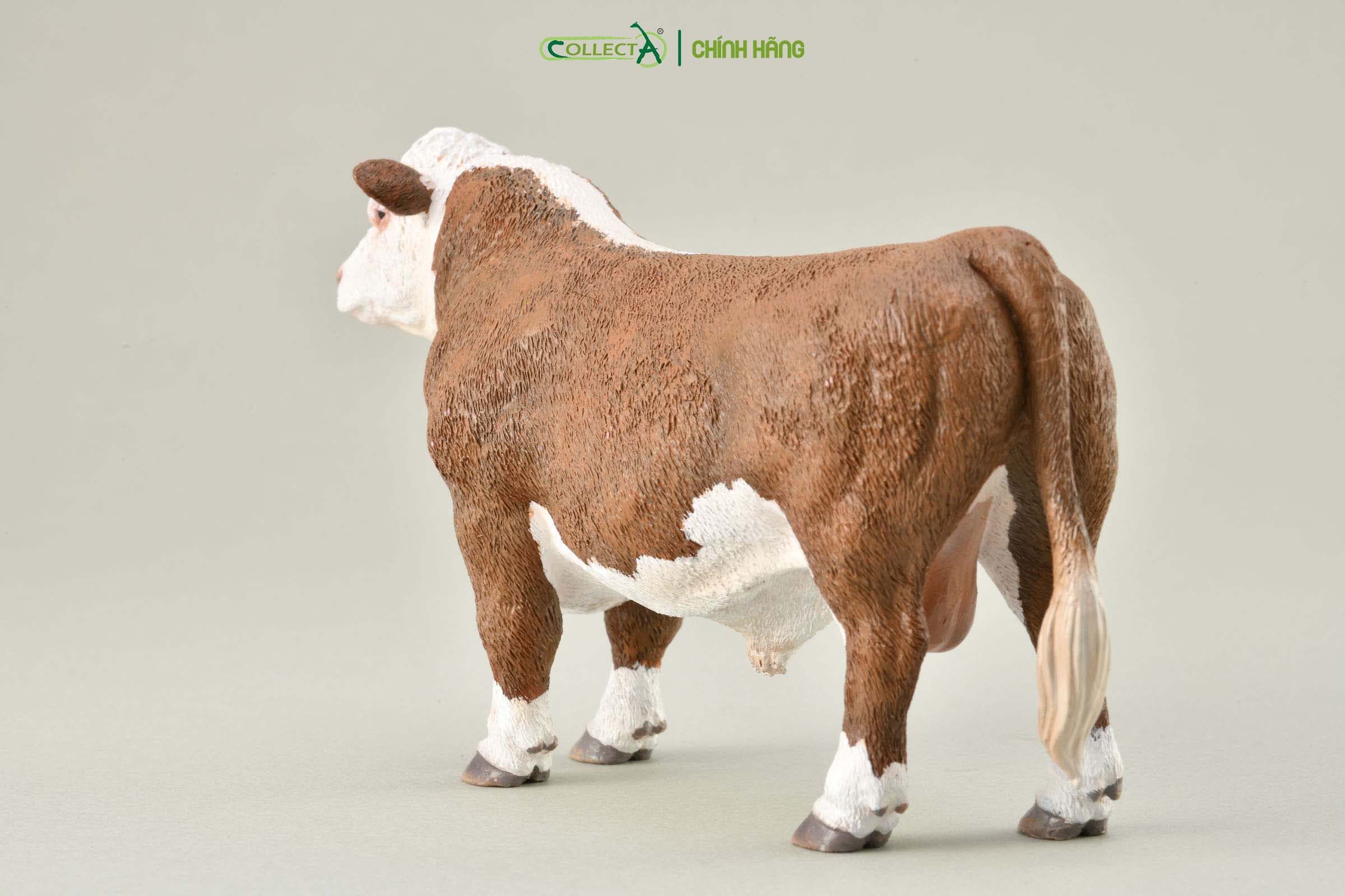 Mô hình thu nhỏ: Bò Hereford bố - Hereford Bull (Polled), hiệu: CollectA, mã HS 9650180[88861] -  Chất liệu an toàn cho trẻ - Hàng chính hãng