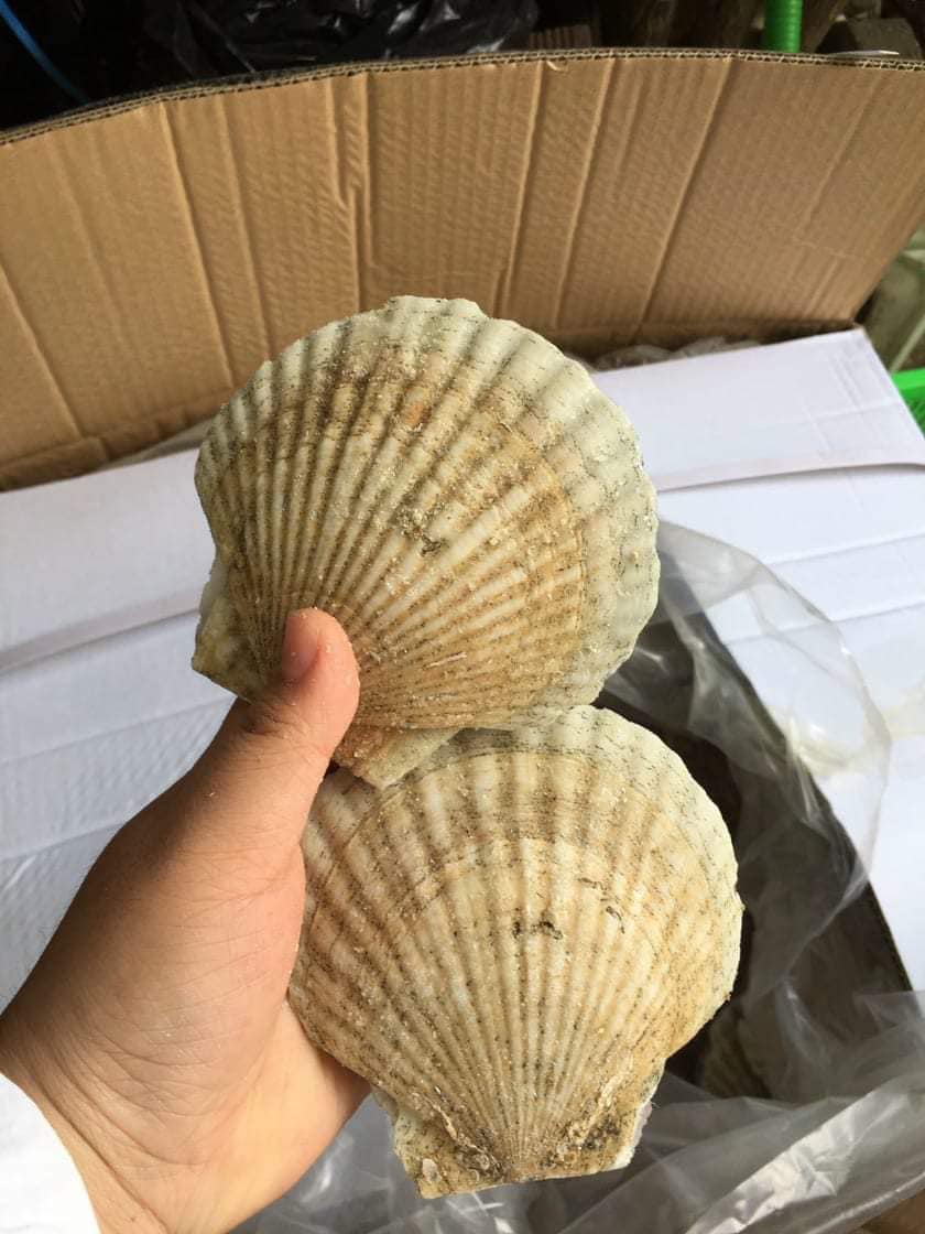 SÒ ĐIỆP NGUYÊN CON 7-10 CON/KG