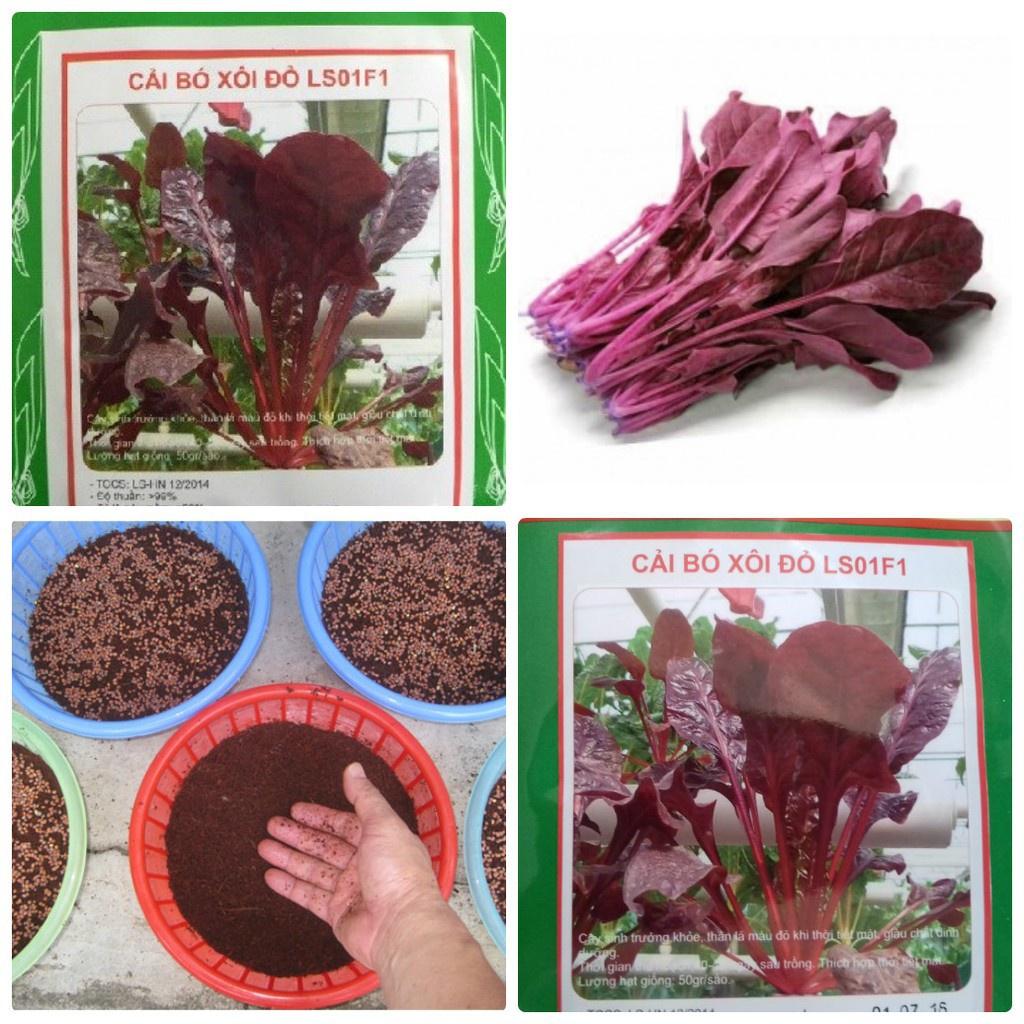 Hạt Giống Cải Bó Xôi Đỏ F1 -