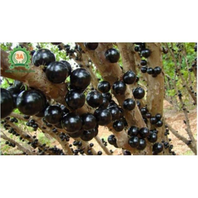 Nho Thân Gỗ Tứ Quý