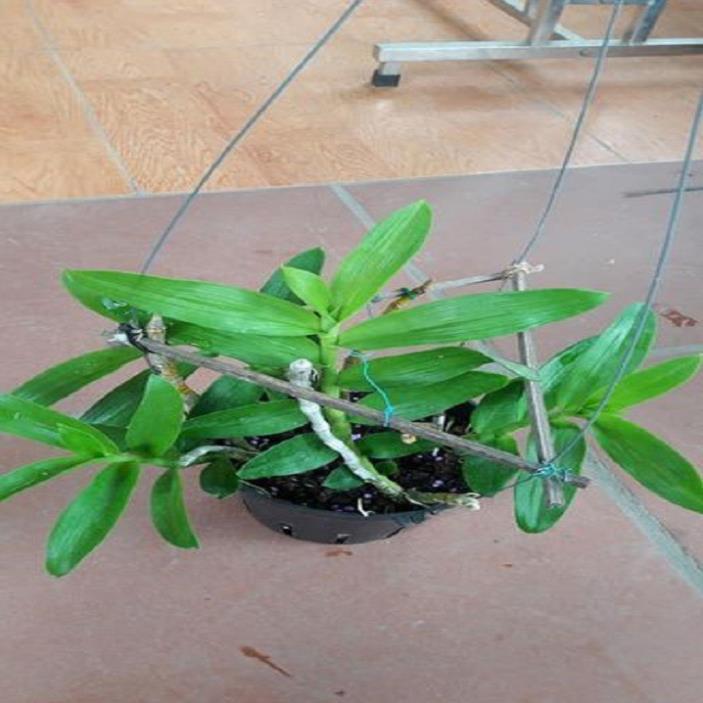 Sản Phẩm Hoa lan trầm tím thái lan