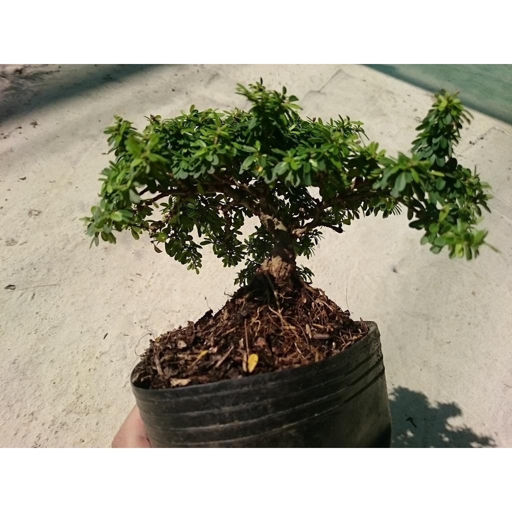 Cây Linh Sam Bonsai - cây cảnh bonsai + tặng phân bón cho cây