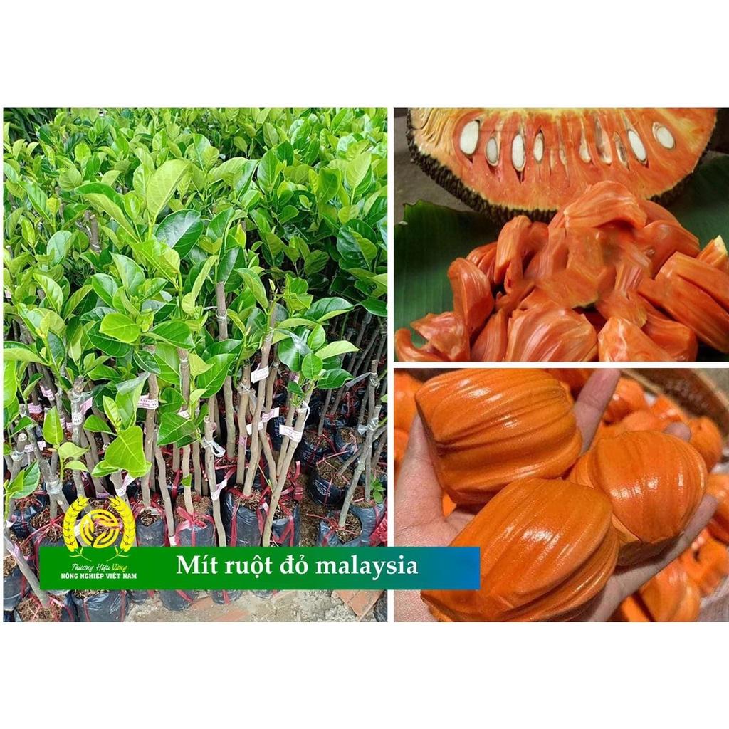 Cây giống Mít ruột đỏ sơ đỏ