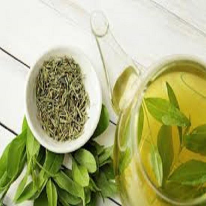 Combo 3 bầu cây giống cây trà xanh